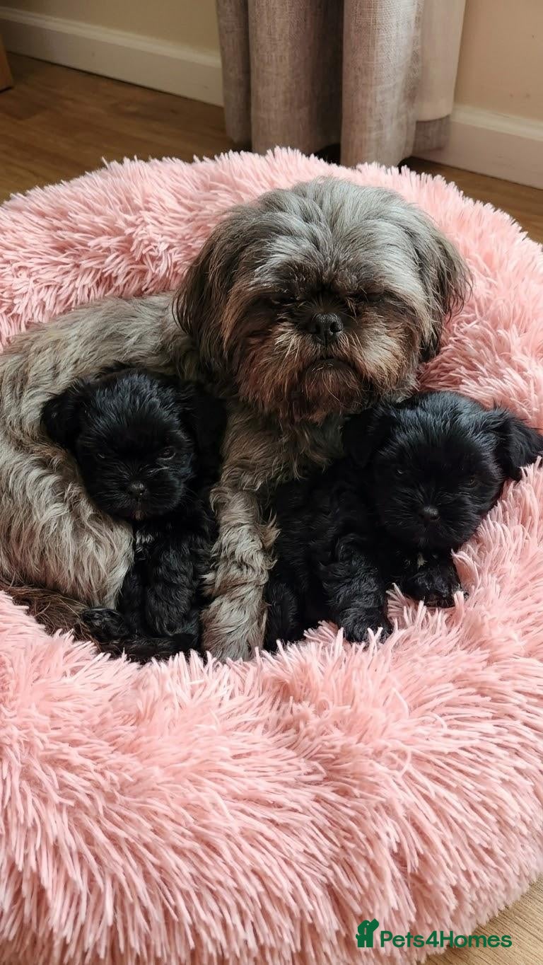 Mixed Breed dogs Shihpoo female pups - Advert 13