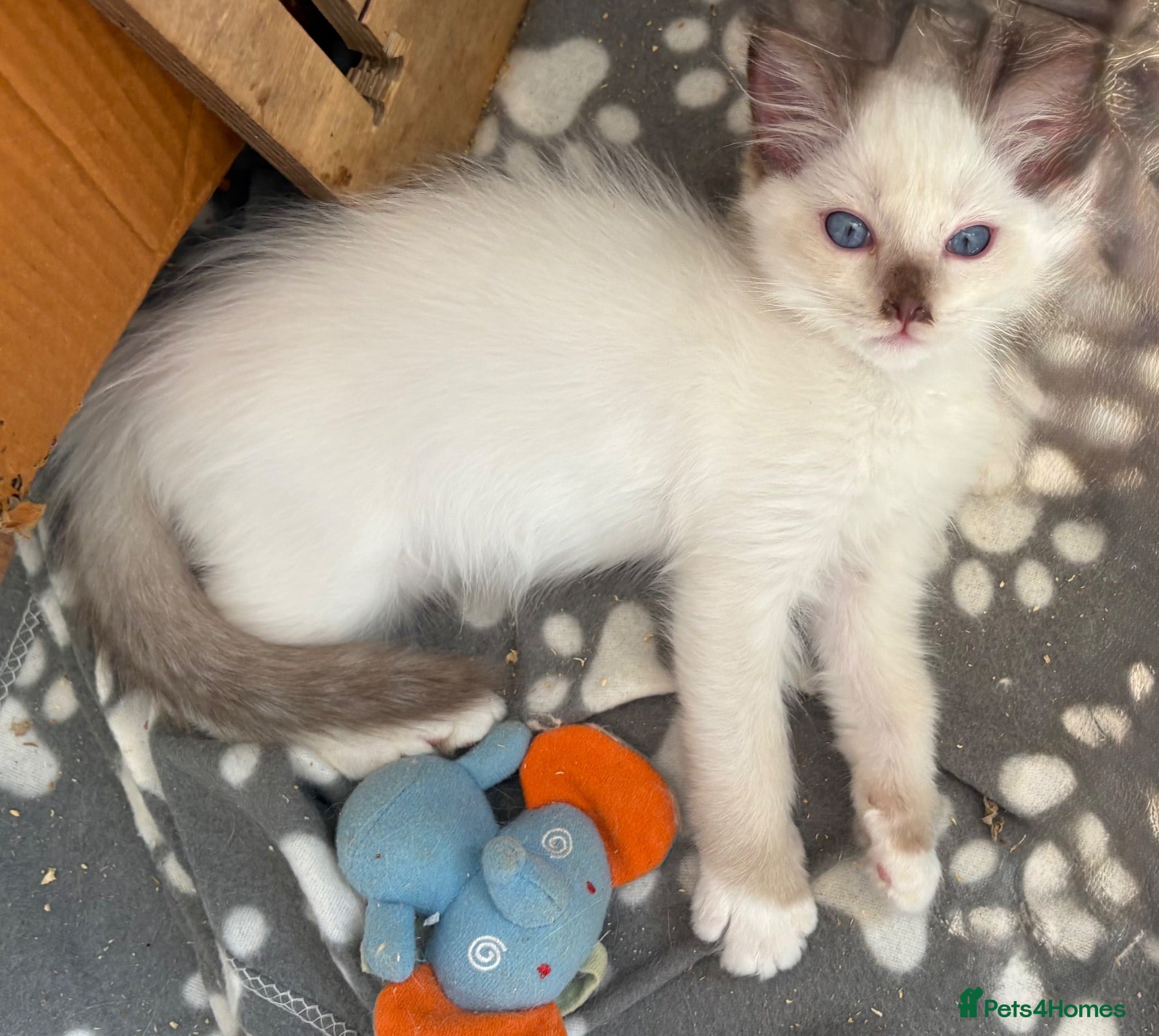 Ragdoll cats 🐾 Boys ready now  💙🐾 - Advert 1