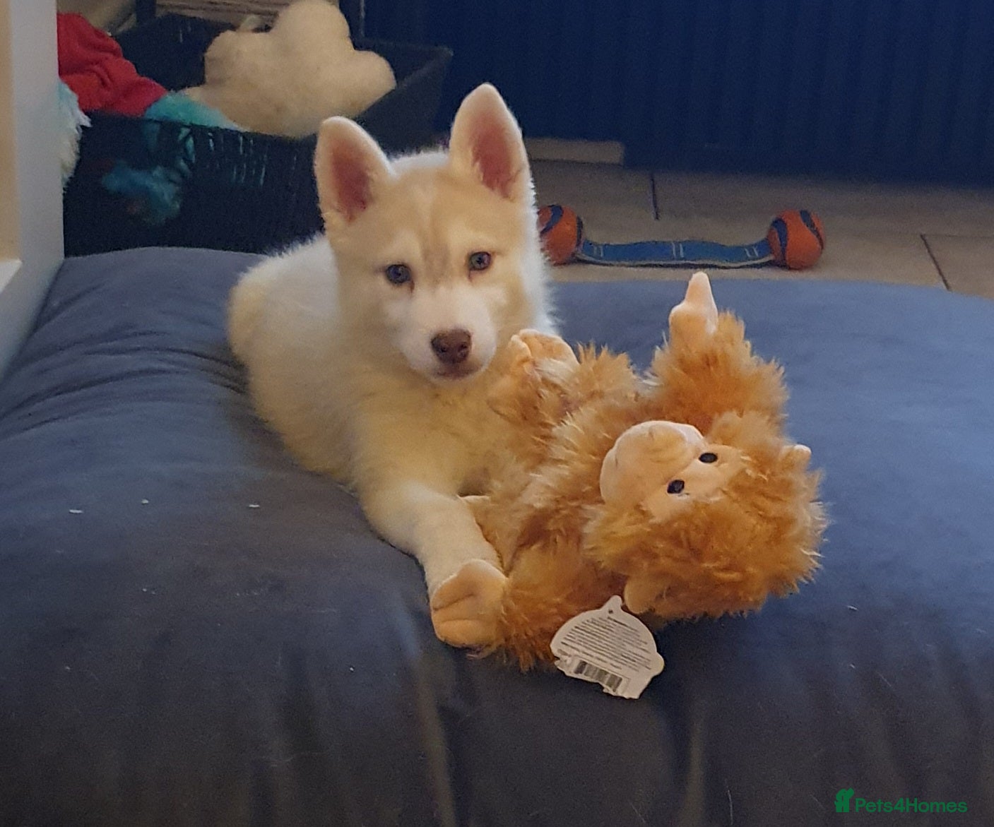 Siberian Husky dogs KC REG LITTER 5* rating on here 1 girl left.   - Advert 4