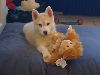 Siberian Husky dogs KC REG LITTER 5* rating 1 girl left. Reduced - Advert 3