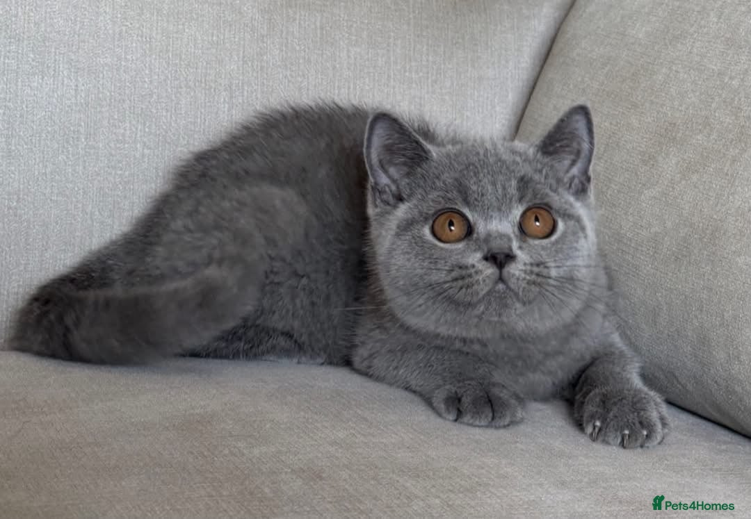 British Shorthair cats Beautiful boy - Advert 14