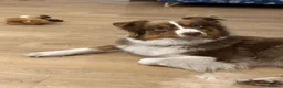 Australian Shepherd dogs for sale: EXPECTED LITTER OF AUSTRALIAN SHEPHERD PUPPIES  - Advert 14