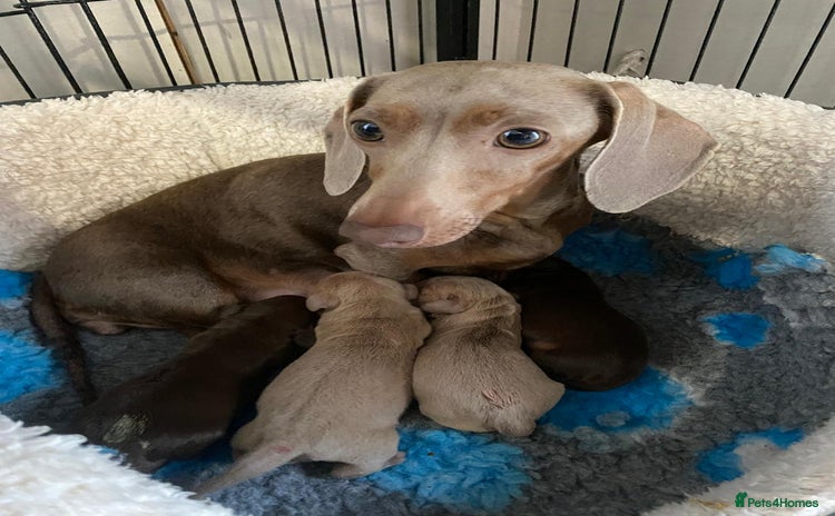 Miniature Dachshund dogs - Advert 4