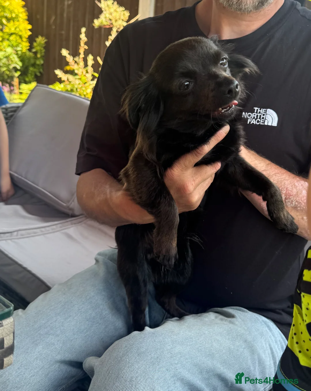 Chihuahua dogs for sale: Chihuahua  in Nottingham - Advert 1
