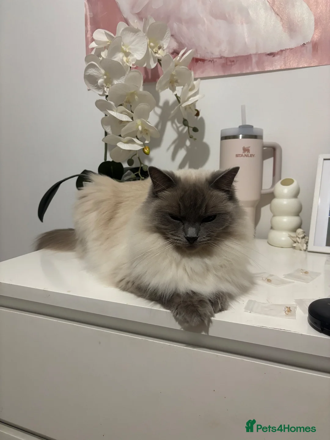 Ragdoll cats for sale: Ragdoll 3 years old - Advert 2