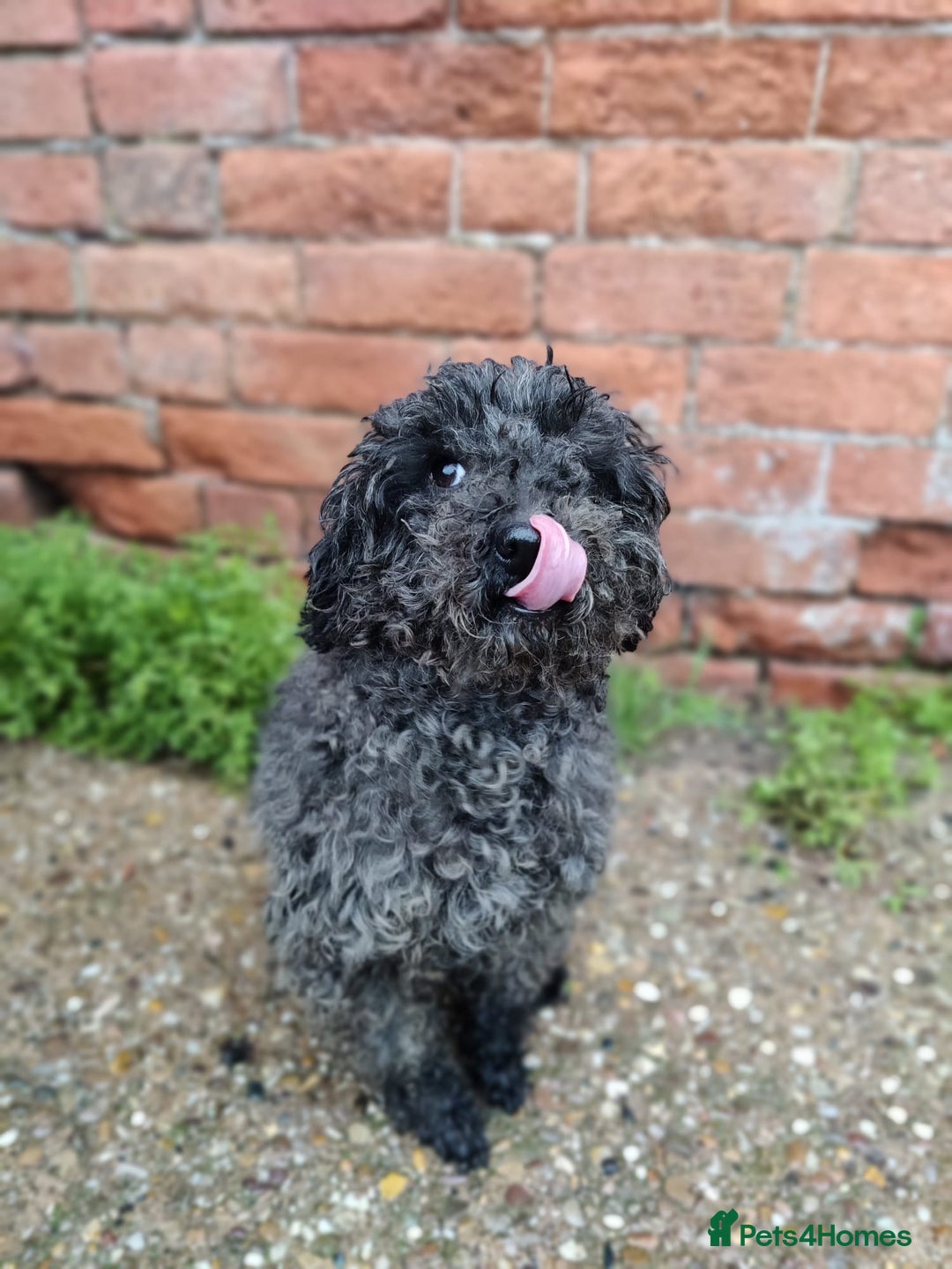Miniature Poodle dogs for sale: Loving Mini Poodles seeking their new home - Advert 3
