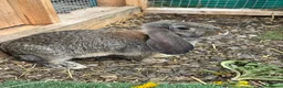 Continental Giant rabbits for sale: Giant conti with giant french lop - Advert 10