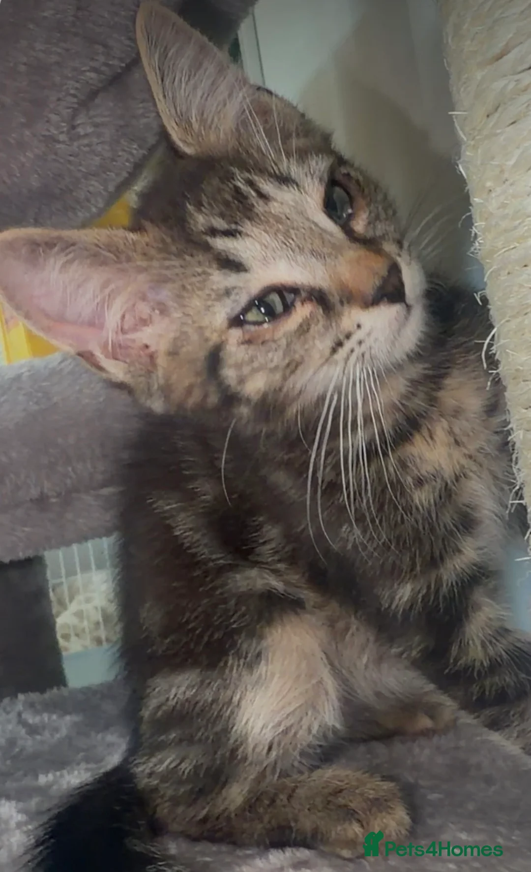 Bengal cats for sale: Beautiful Fluffy Bengal mix female for sale🎀🌸 - Advert 1