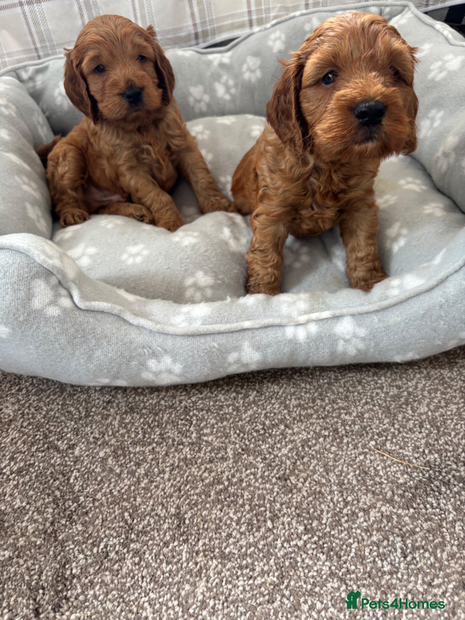 Cockapoo dogs F1 Fox Red  Cockapoo - Advert 10