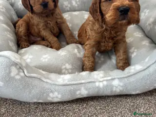 Cockapoo dogs F1 Fox Red Cockapoo - Advert 10