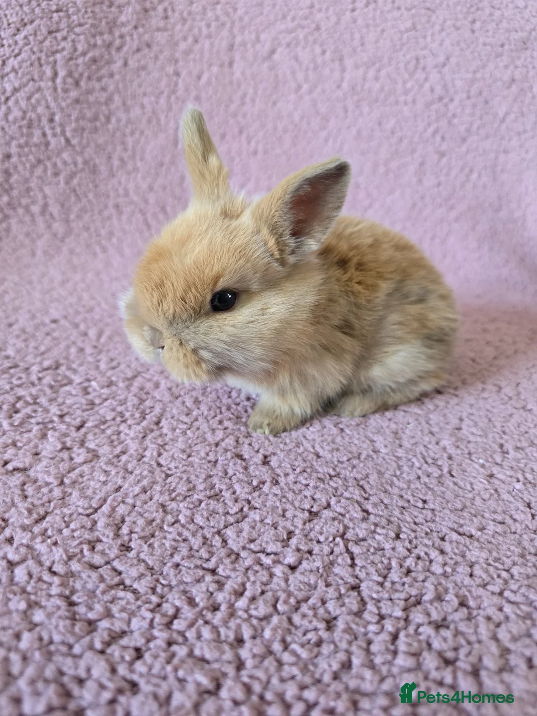 Mini Lop rabbits for sale: Beautiful rabbits for Sale MiniLop - Advert 2