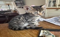 Bengal cats for sale: Bengal - Image 6