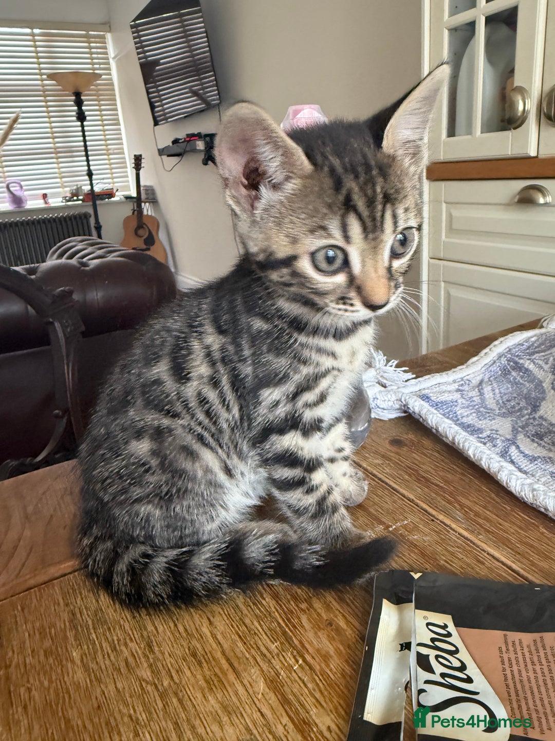 Bengal cats for sale: Bengal - Image 6