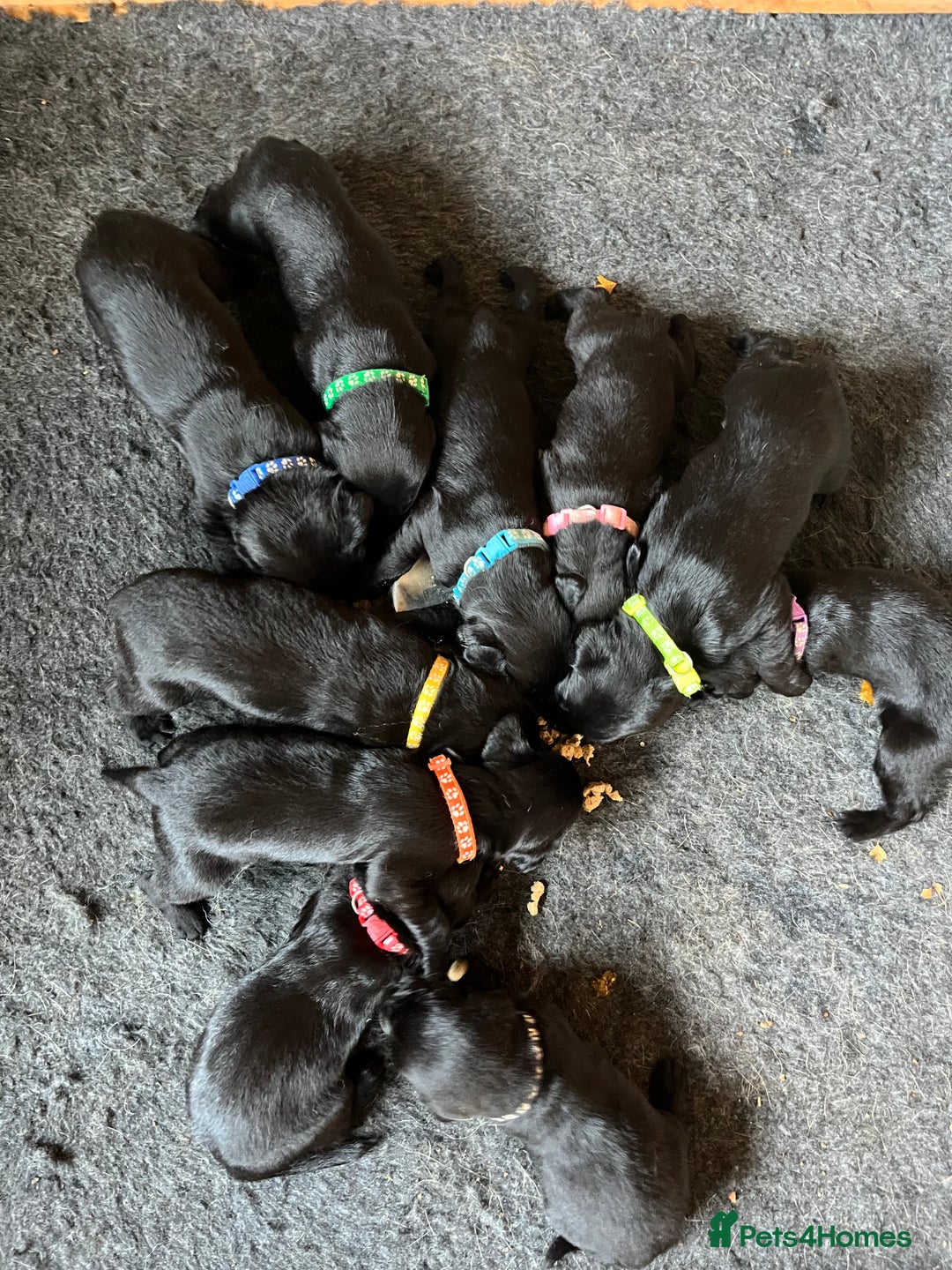 Labrador Retriever dogs for sale: Labrador puppies  - Image 11