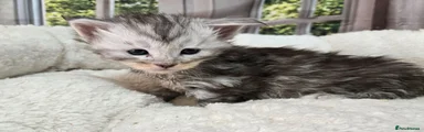 Maine Coon 2 Hershey