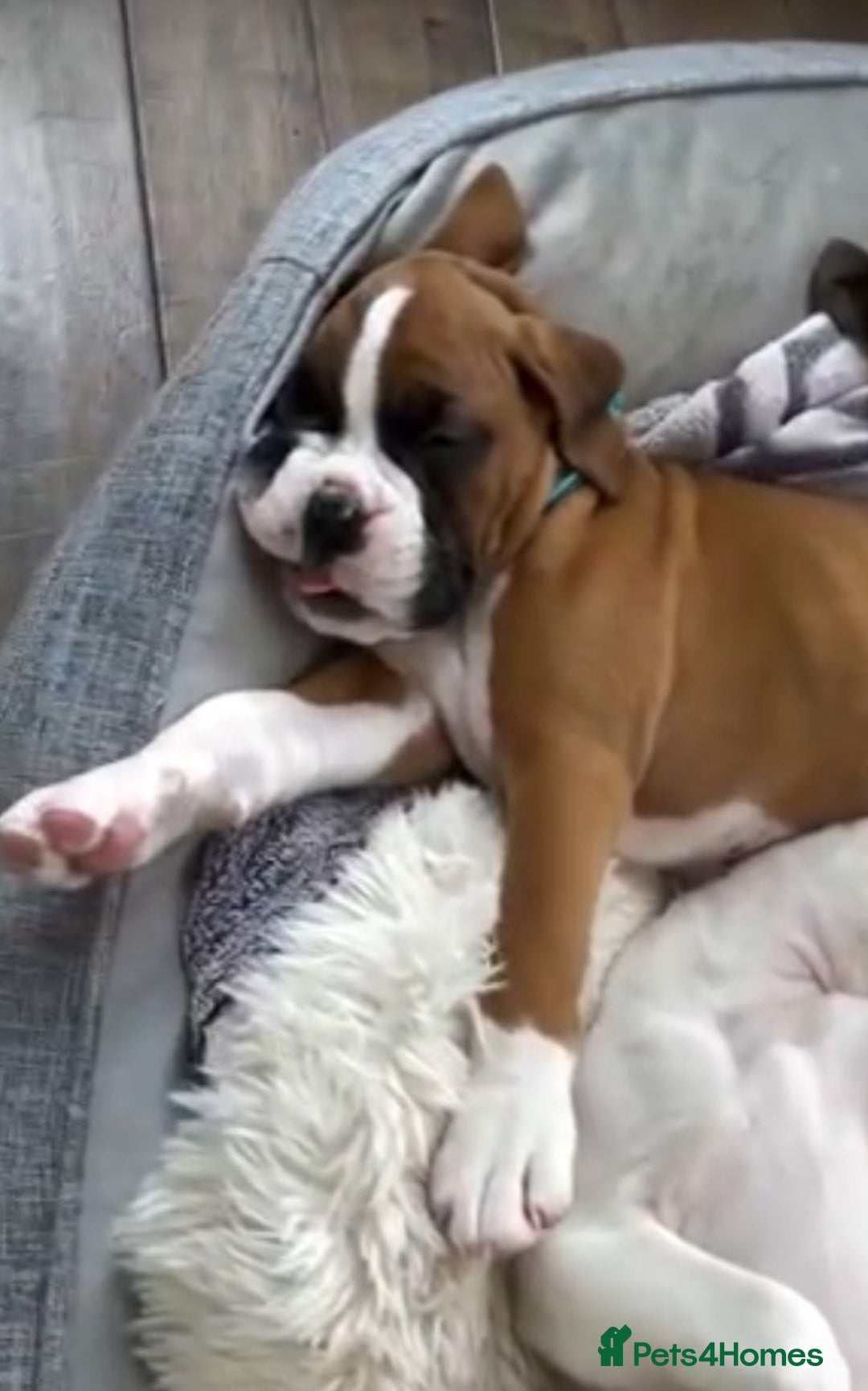 Boxer dogs for sale: BEAUTIFUL BOXER PUPPIES BOBTAIL AND TAIL - Image 2