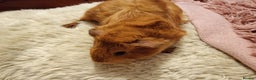 Guinea Pig rodents for sale: 5 beautiful gineapigs 4 boys 1 girl available now - Advert 20