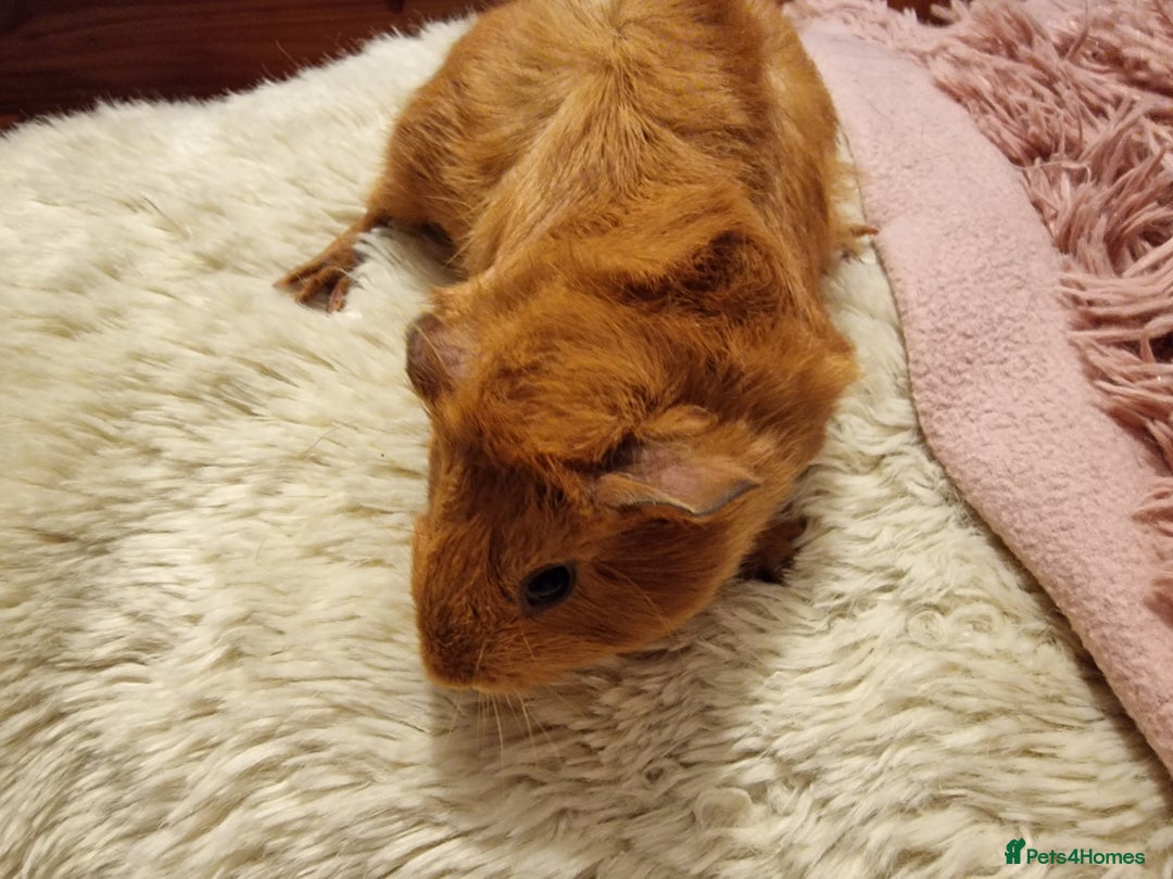 Guinea Pig rodents for sale: 5 beautiful gineapigs 4 boys 1 girl available now - Advert 20