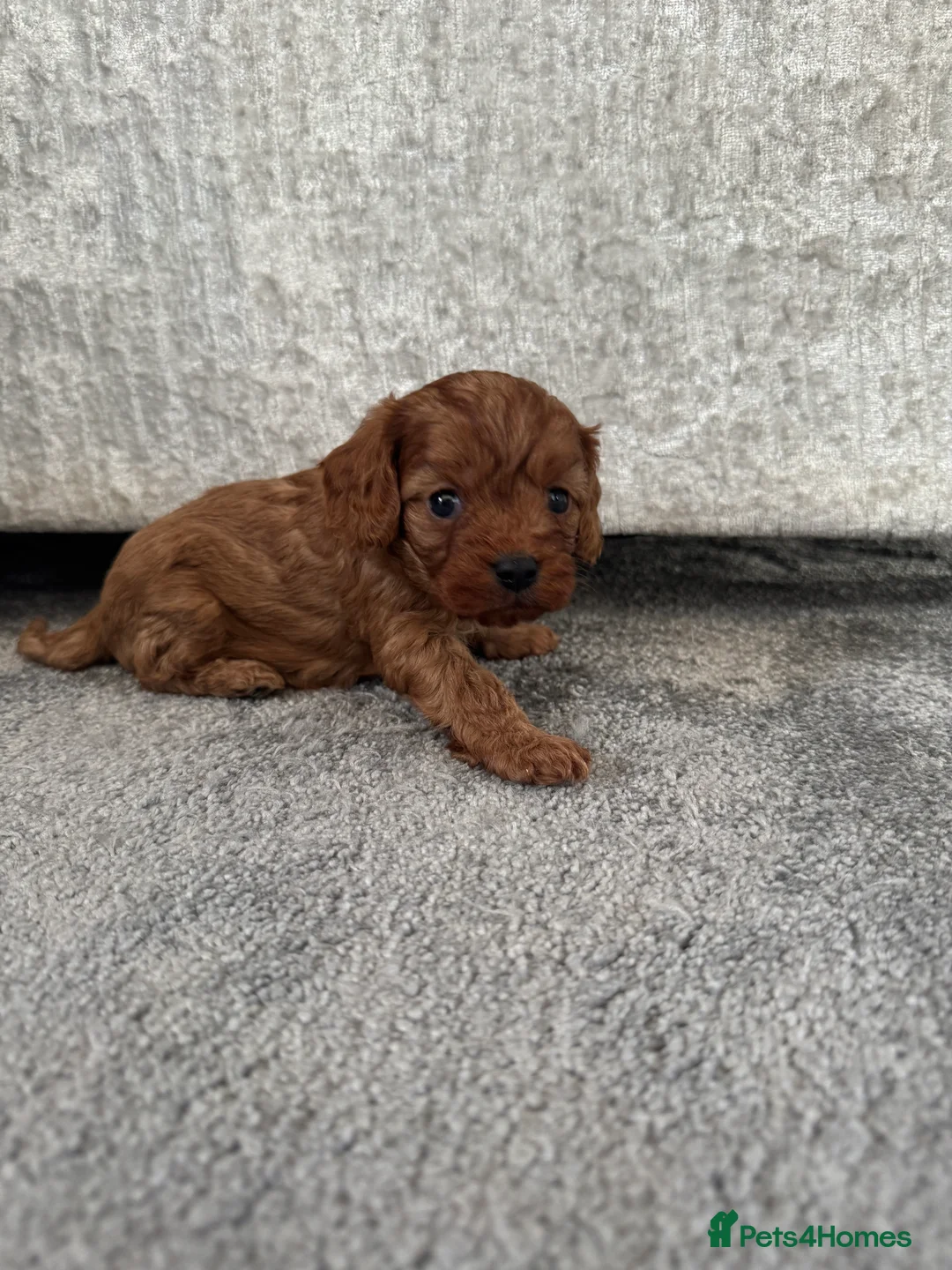 Cavapoo dogs for sale: Superb quality Cavapoo Puppies  - Advert 35