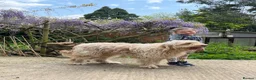 Goldendoodle dogs for sale: Beautiful 4-Year-Old Goldendoodle - Advert 9