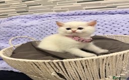 British Shorthair cats for sale: British Shorthair Kitten Golden Tipped Colourpoint - Advert 9