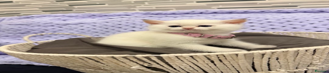 British Shorthair Kitten 4 Vanila girl