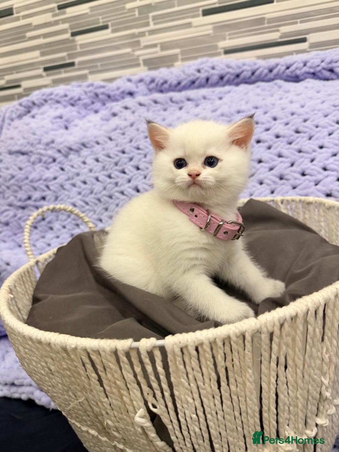 British Shorthair cats for sale: British Shorthair Kitten Golden Tipped Colourpoint - Advert 9