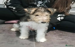 Fox Terrier dogs for sale: KC Reg Wire Fox Terrier Puppies READY NOW - Image 39