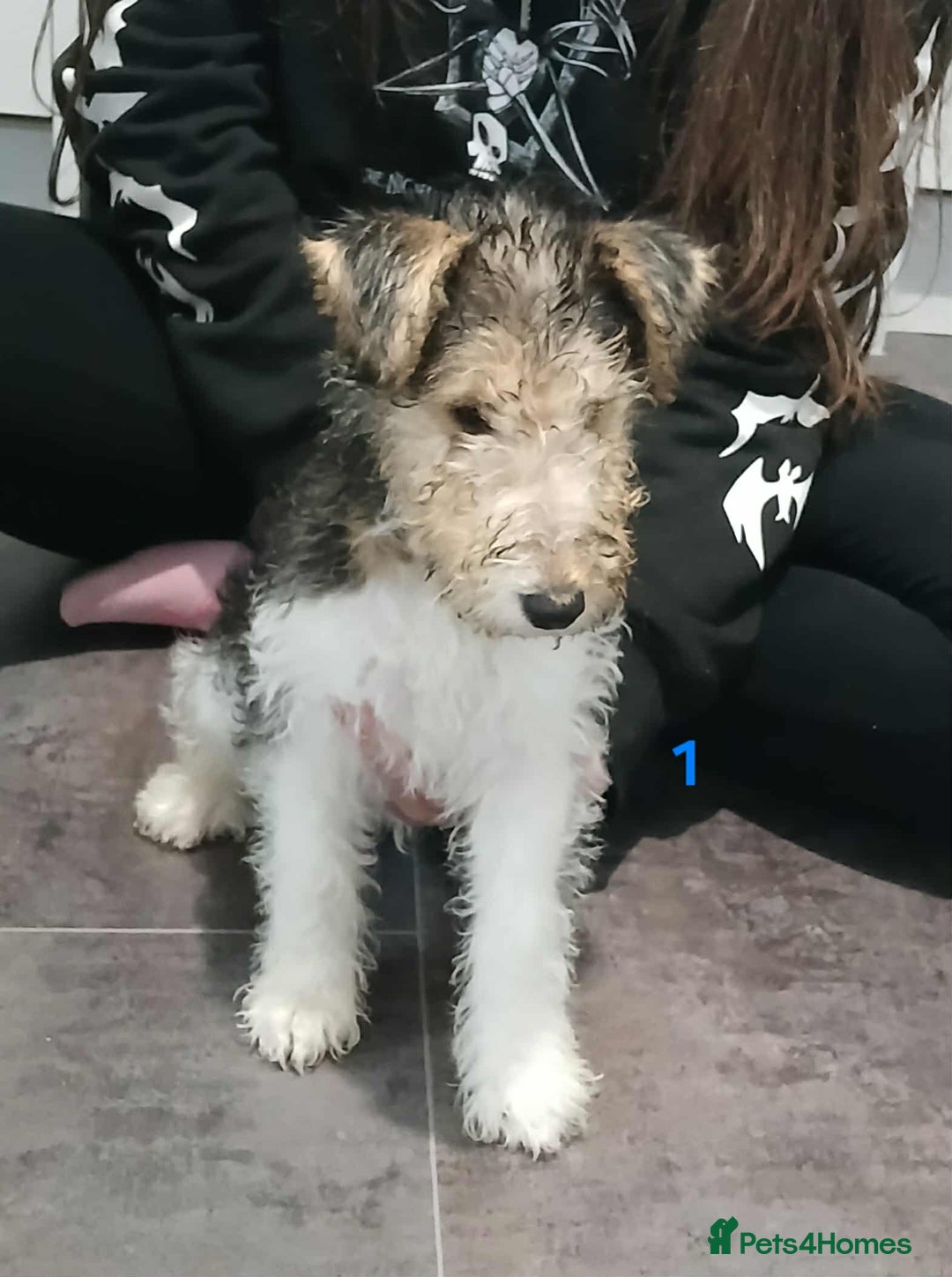 Fox Terrier dogs for sale: KC Reg Wire Fox Terrier Puppies READY NOW - Image 39