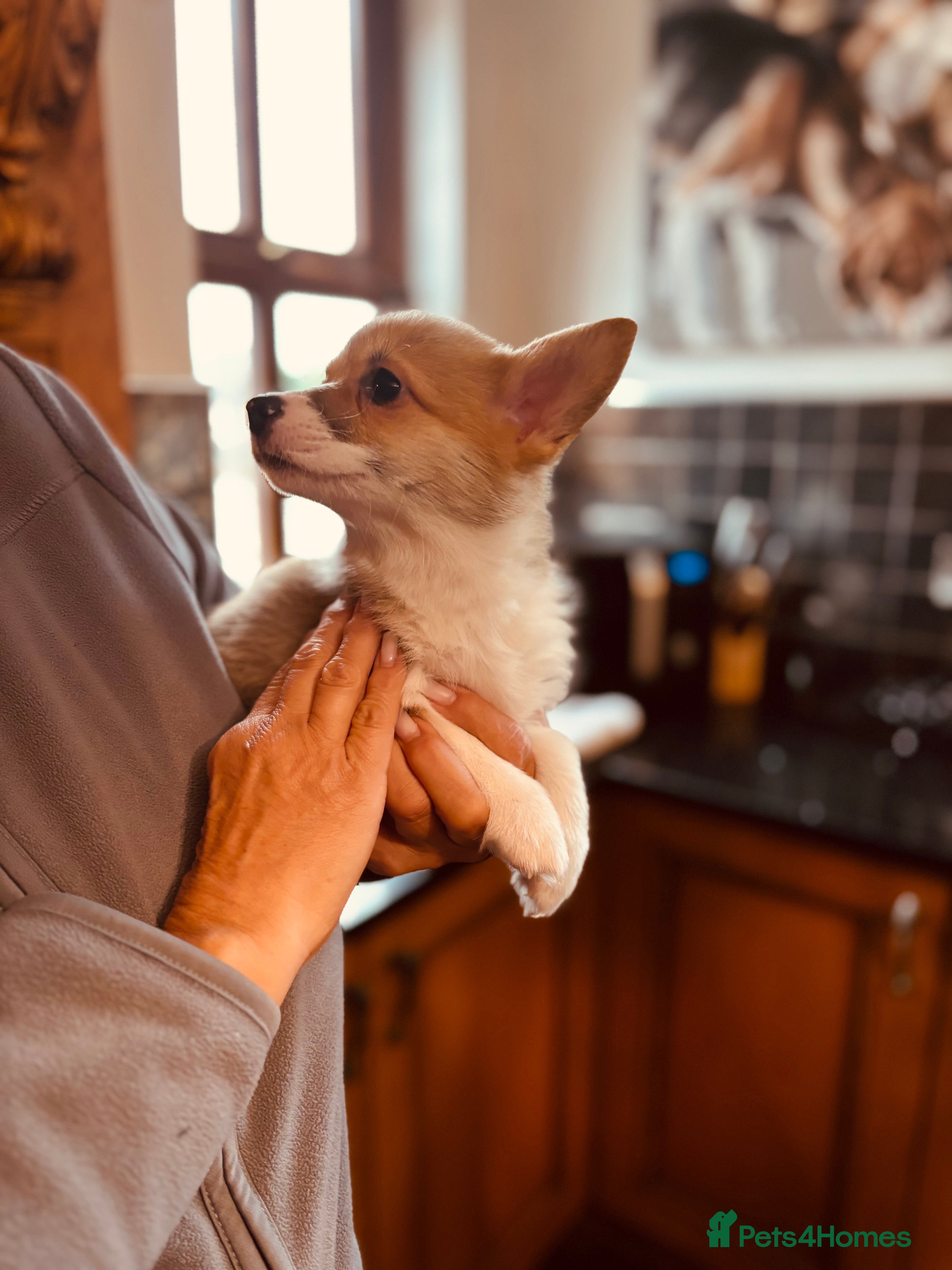 Welsh Corgi Pembroke dogs KC litter, health tested parents, licensed breeder - Advert 1