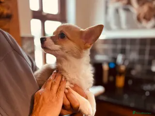 Welsh Corgi Pembroke dogs KC litter, health tested parents, licensed breeder - Advert 1