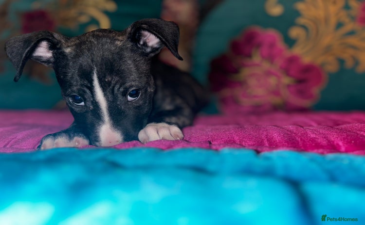 English Bull Terrier dogs - Advert 4