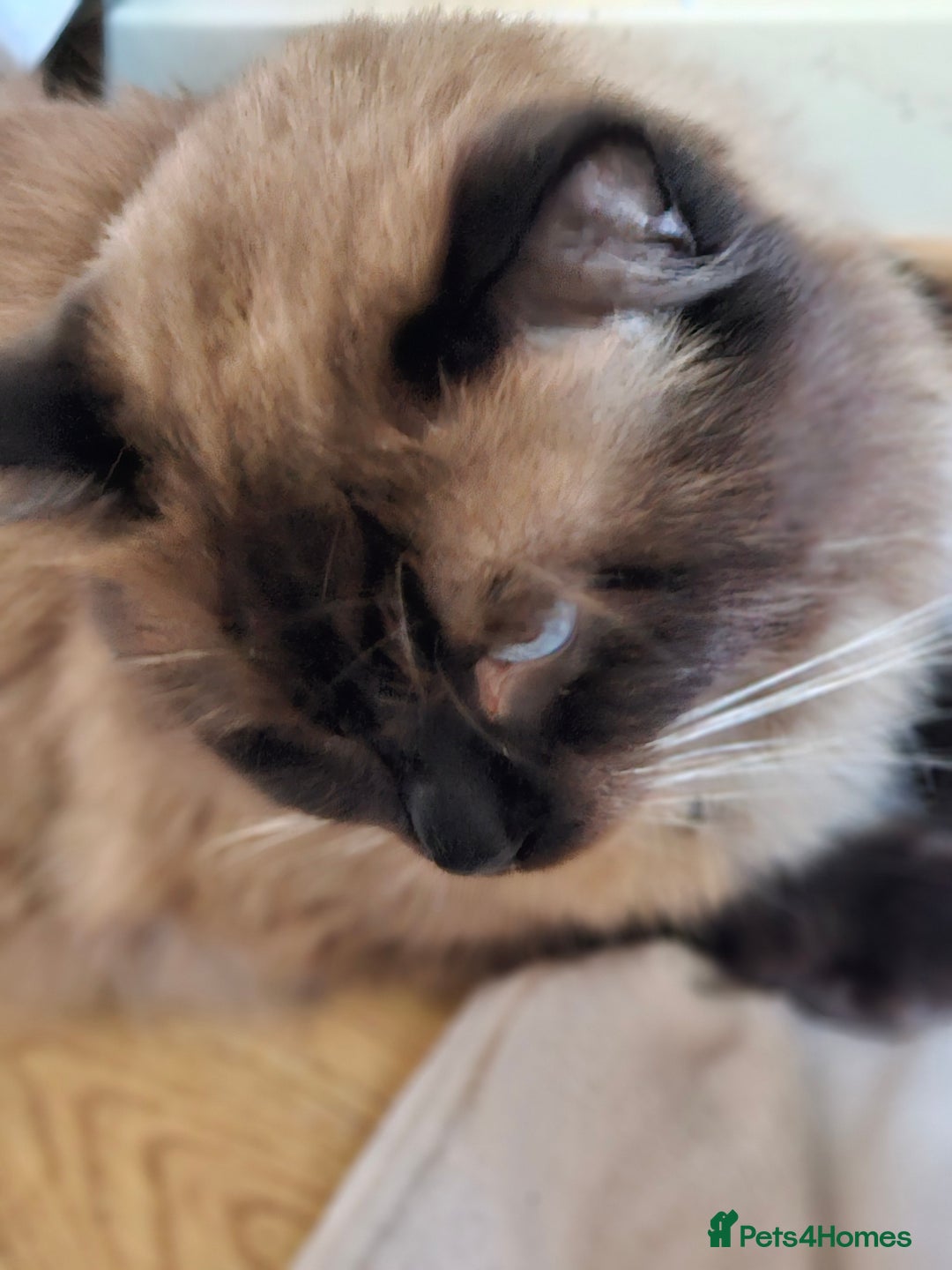 Ragdoll cats for sale: Ragdoll kittens  - Image 8