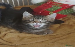 Mixed Breed cats for sale: Beautiful kittens - Image 10