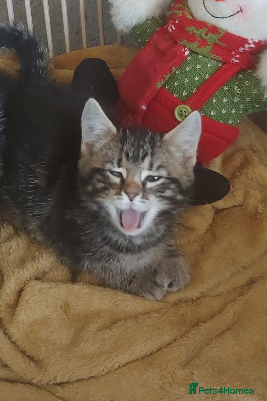 Mixed Breed cats for sale: Beautiful kittens - Image 10