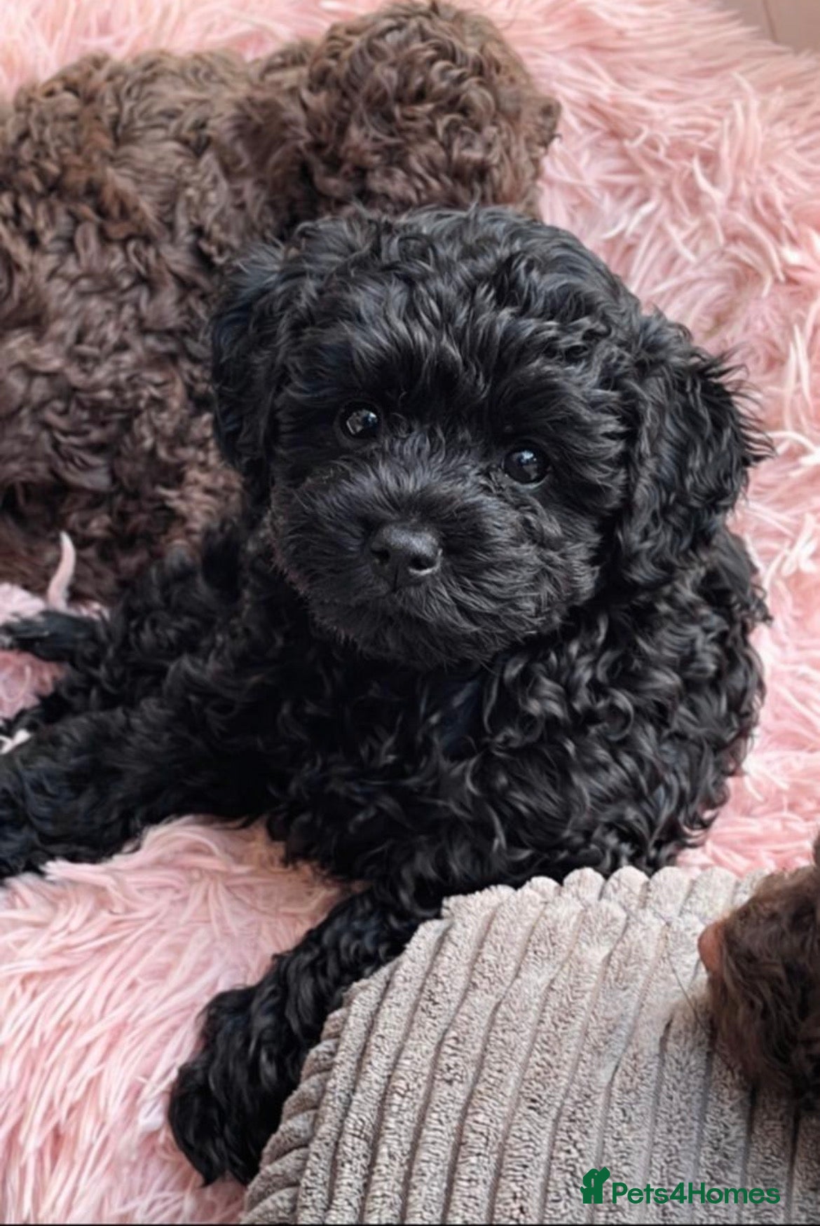 Cavapoo dogs Beautiful litter of 4 F1B toy cavapoo  - Advert 1