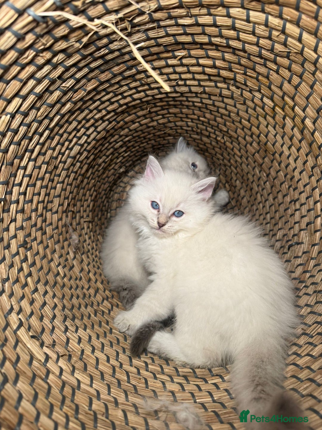 Ragdoll cats for sale: Ragdoll Chunky Boys!  - Advert 8