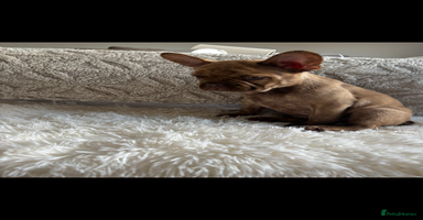 French Bulldog dogs - Advert 4