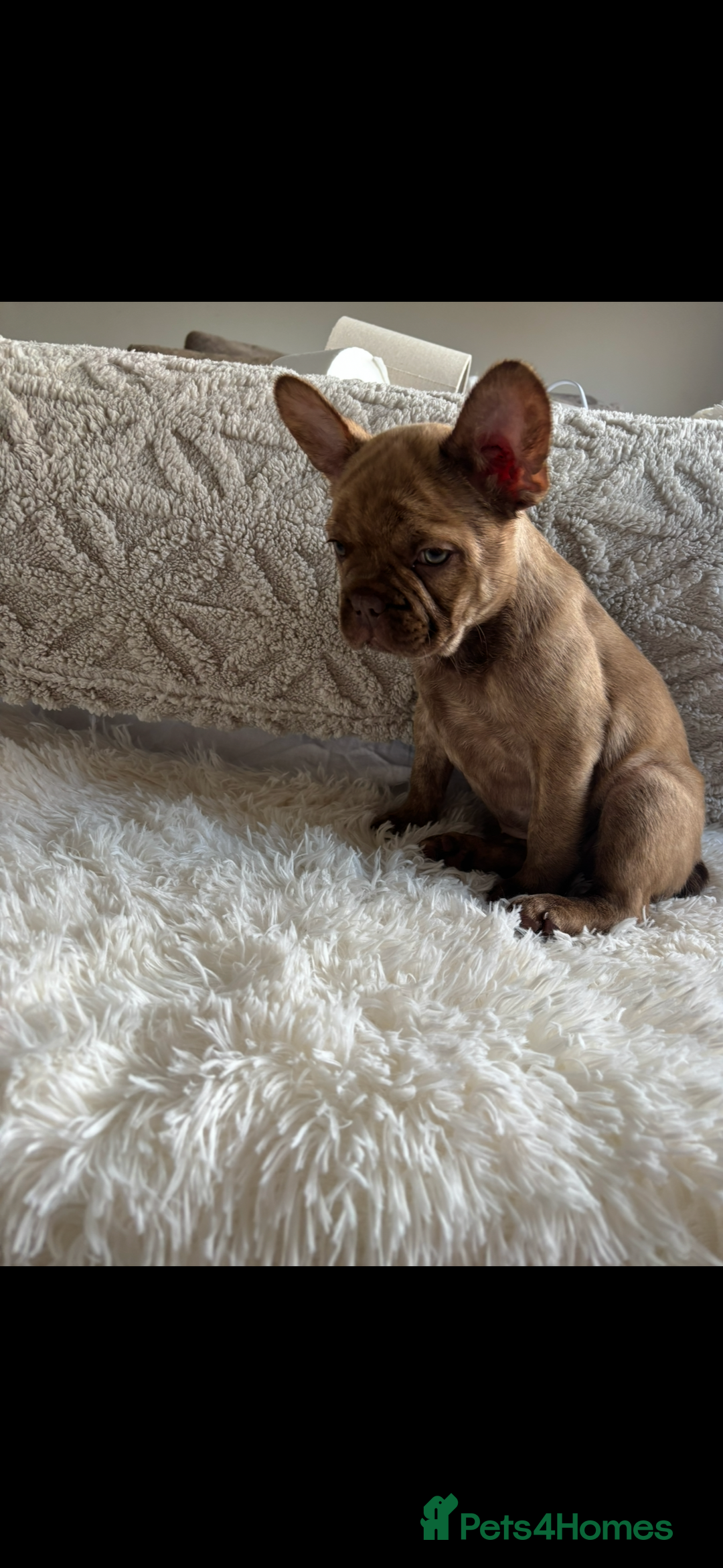 French Bulldog dogs for sale: French Bulldog puppies  - Image 3