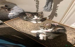 British Shorthair cats for sale: 3 beautiful boys and 1 girl - Image 5