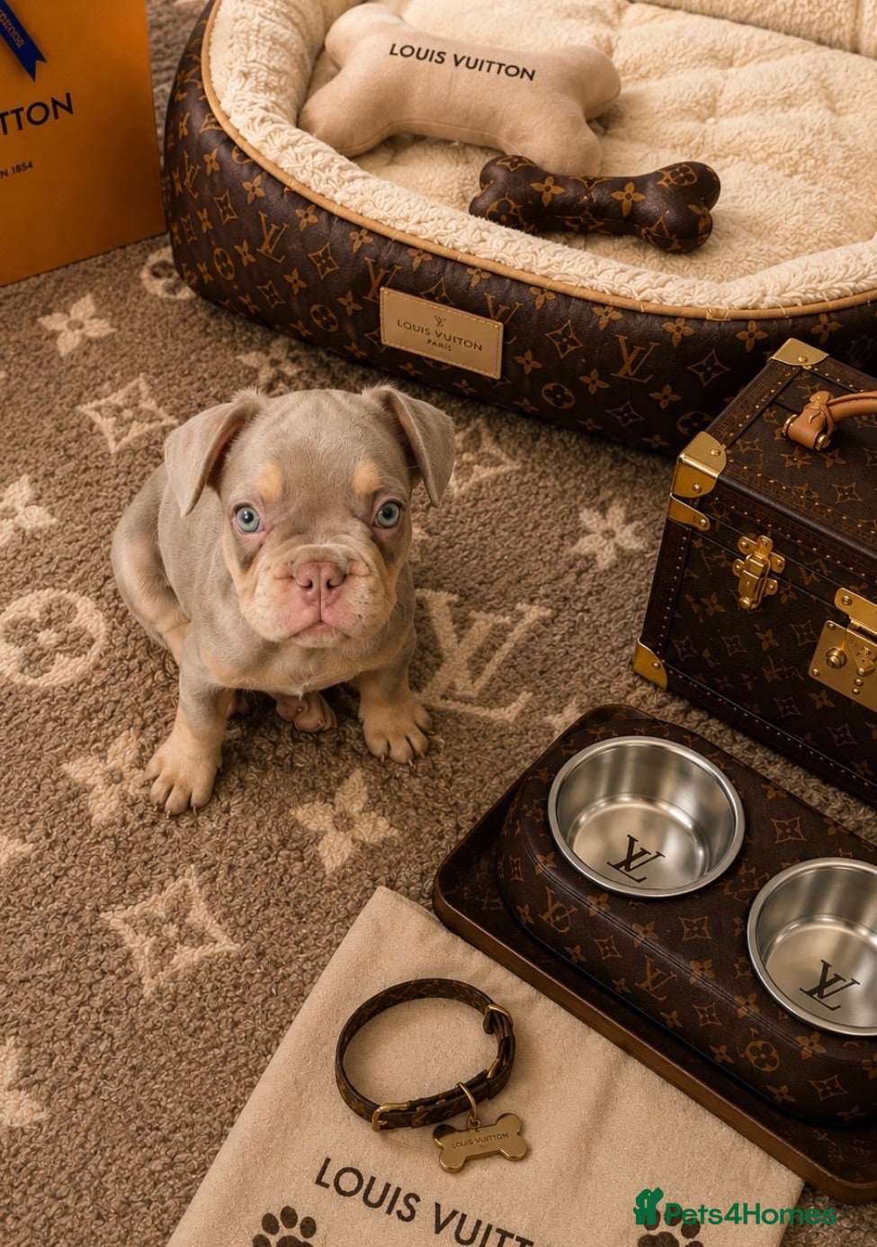 French Bulldog dogs French Bull Dogs / KC Registered / Visual Fluffy  - Advert 17