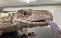 Monitor reptiles for sale: Bosc/savannah Monitor Lizard  - Image 3