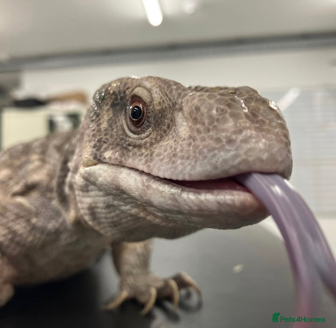 Monitor reptiles for sale: Bosc/savannah Monitor Lizard  - Image 3