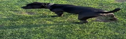 Staffordshire Bull Terrier dogs for sale: Chunky KC Registered Staffordshire Puppies - Advert 39