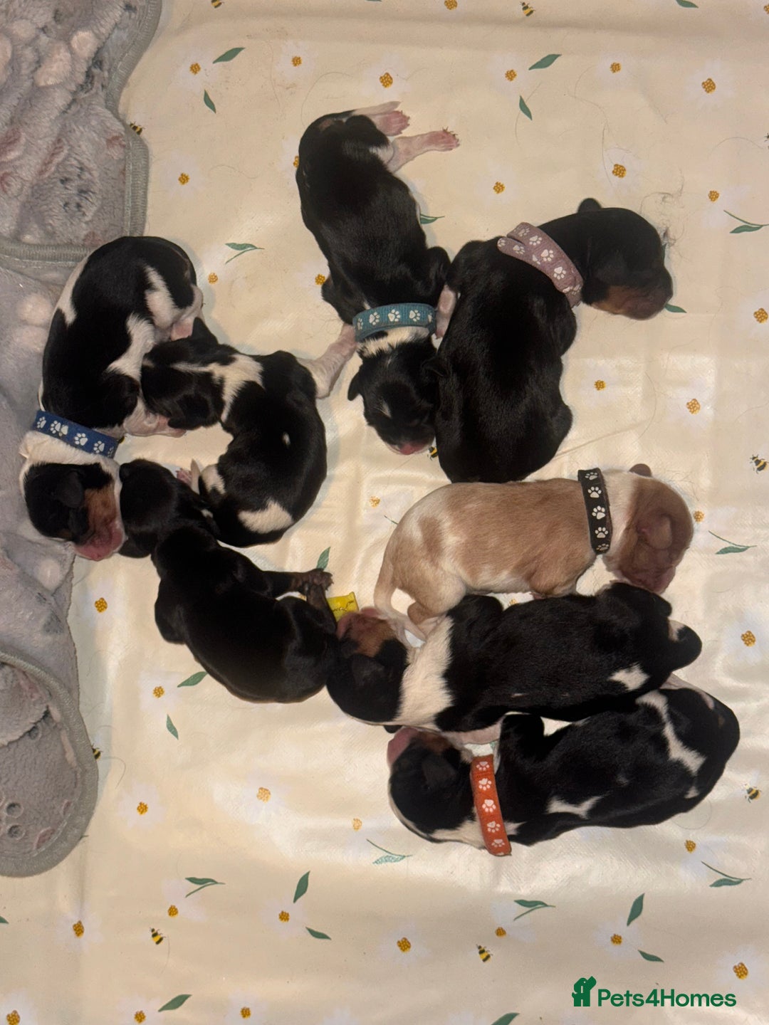 Cavalier King Charles Spaniel dogs for sale: Stunning pups DNA HEALTH TESTED PARENTS  - Advert 6