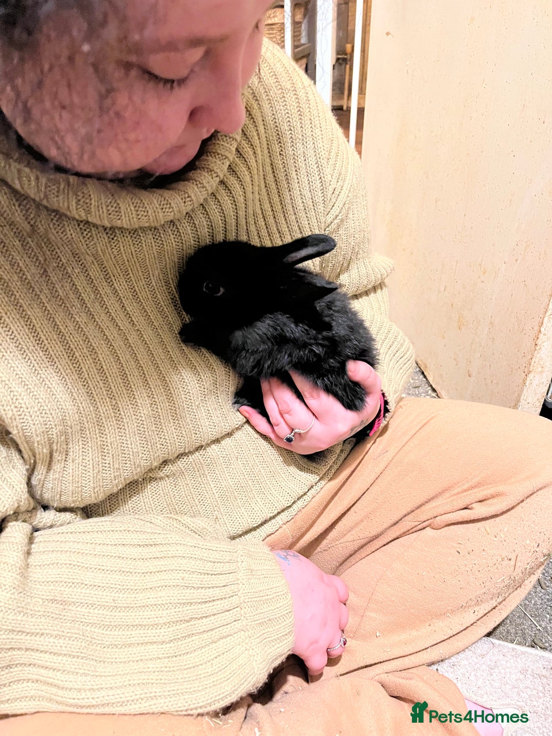 Netherland Dwarf rabbits for sale: Netherlands Dwarf / Minilop  - Advert 1