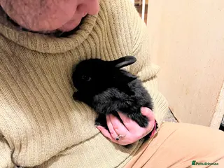 Netherland Dwarf rabbits Netherlands Dwarf / Minilop - Advert 5
