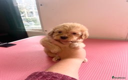 Cockapoo dogs for sale: cockapoo puppies for sale  - Image 6