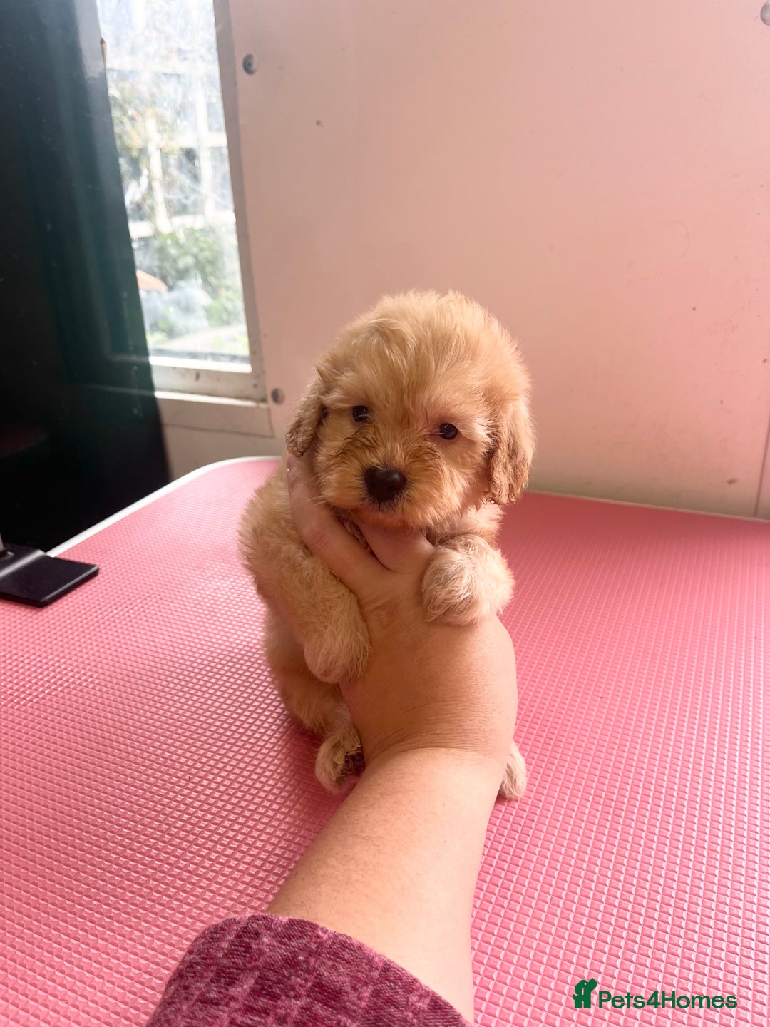 Cockapoo dogs for sale: cockapoo puppies for sale  - Image 6