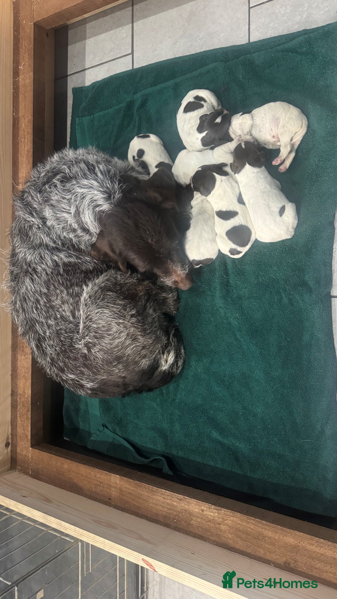 German Wirehaired Pointer dogs German Wirehaired Pointer Puppies  - Advert 12